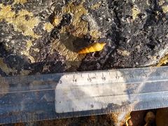 Ophiodermella inermis