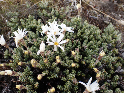 Celmisia ramulosa, photograph 2