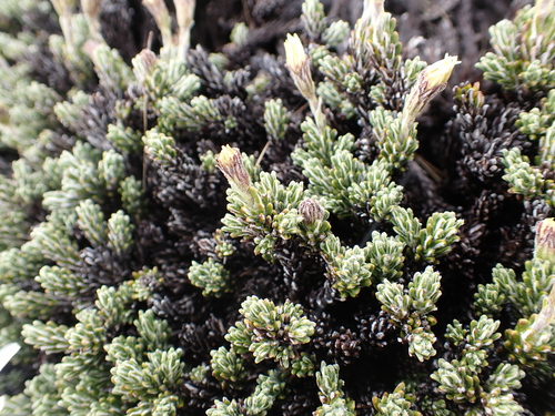 Celmisia ramulosa, photograph 3