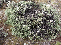 Celmisia ramulosa, photograph (c) Jacob Littlejohn, some rights reserved (CC BY-SA)