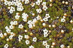 Dracophyllum muscoides, photograph (c) Jacob Littlejohn, some rights reserved (CC BY-SA)