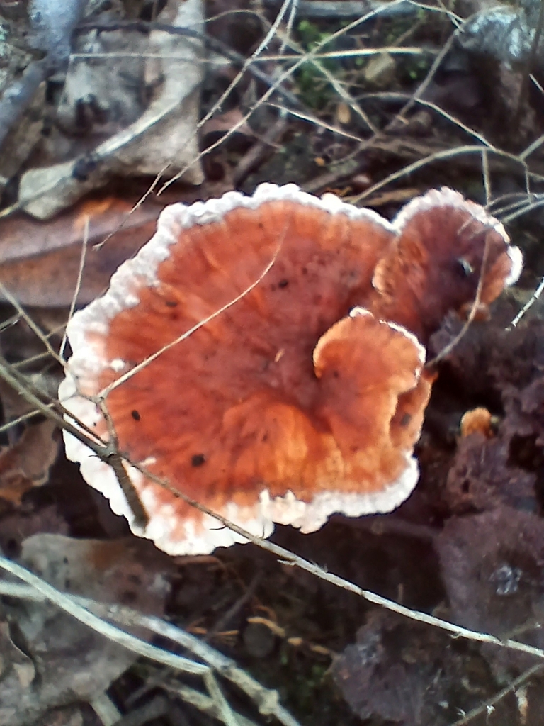 Abortiporus biennis · March 2026 · photo: © mphnz (iNaturalist, cc0)