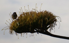 Ploceus baglafecht