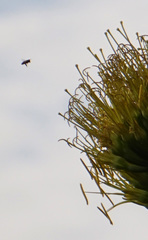 Apis mellifera