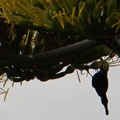 Nectariniidae