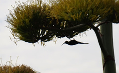 Nectariniidae