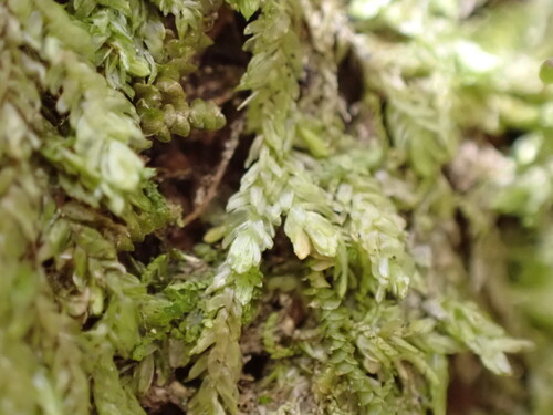 Dichelodontium nitidum observed 2026-03-29