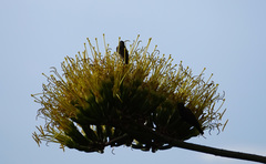 Nectariniidae