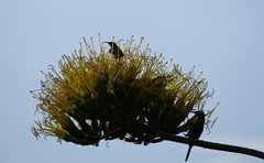Nectariniidae