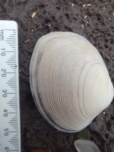 Venerupis largillierti, 2026-03-29