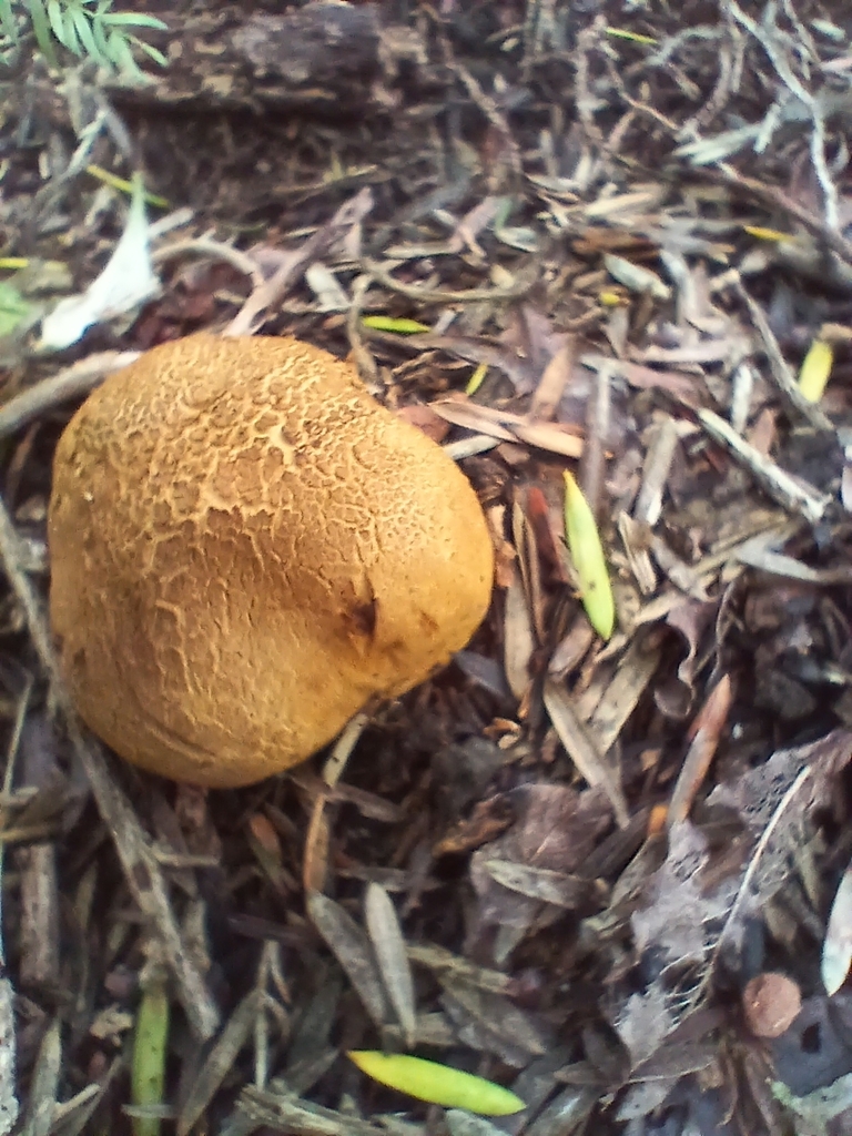 Scleroderma macrosporum · March 2026 · photo: © mphnz (iNaturalist, cc0)
