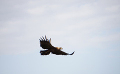Aquila heliaca