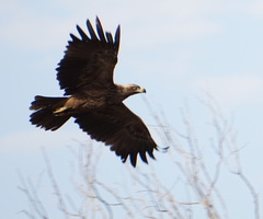Aquila heliaca