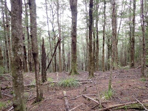 Nothofagus Solanderi (Nothofagus solandri)