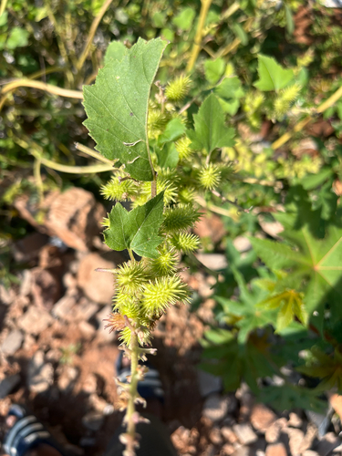 rough cocklebur