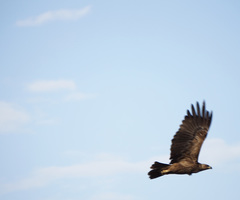 Aquila heliaca