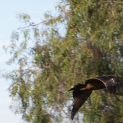 Aquila heliaca