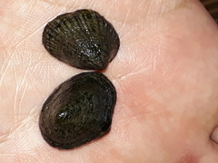 Siphonaria lessonii