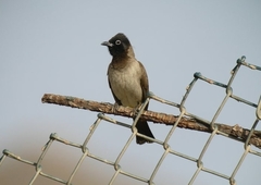 Pycnonotus xanthopygos