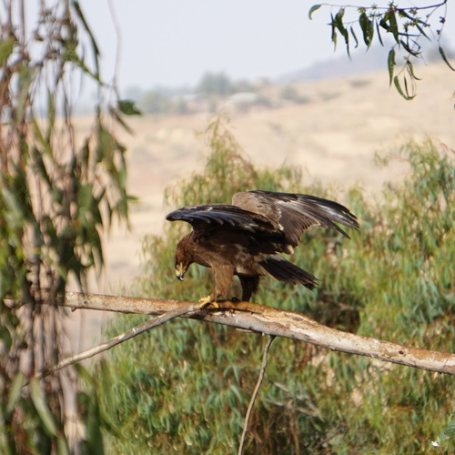 Steppe Eagle