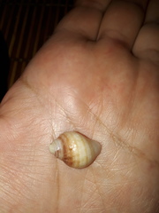 Acanthina