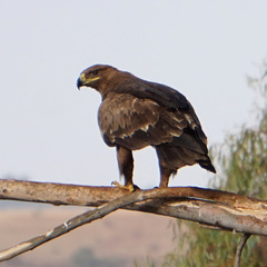 Aquila