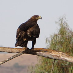 Aquila