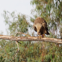 Aquila heliaca