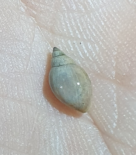 Physella acuta