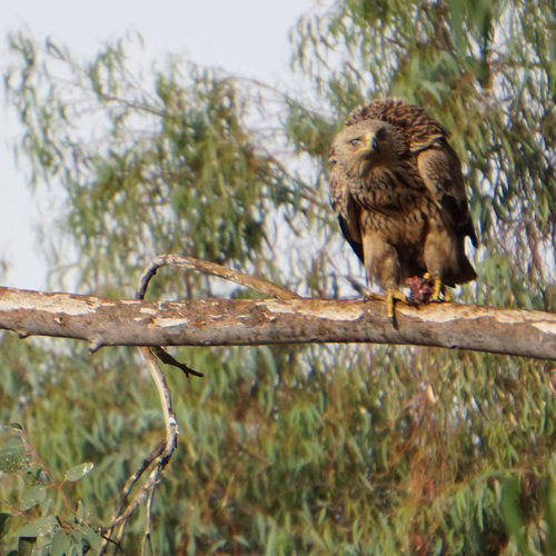 Imperial Eagle