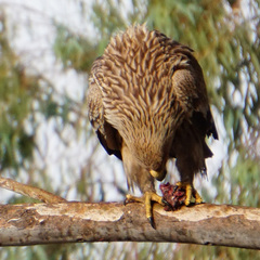 Aquila heliaca