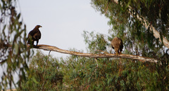 Aquila nipalensis