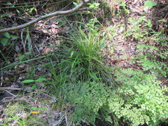 Carex uhligii