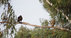 Aquila nipalensis