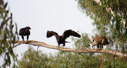 Steppe Eagle