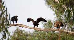 Aquila nipalensis