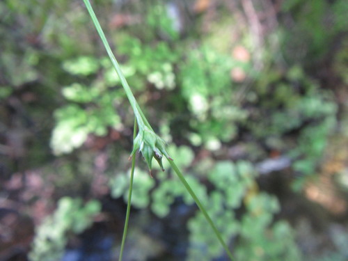 Image of Forest Sedge by (c) douglaseustonbrown, some rights reserved (CC BY-SA)
