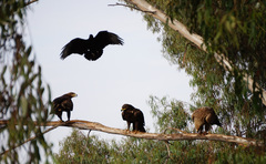 Aquila nipalensis