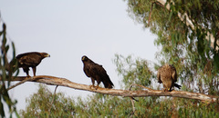Aquila nipalensis