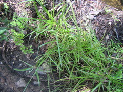 Cyperus erectus