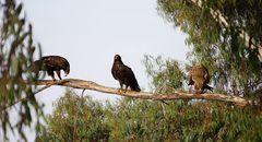 Aquila nipalensis
