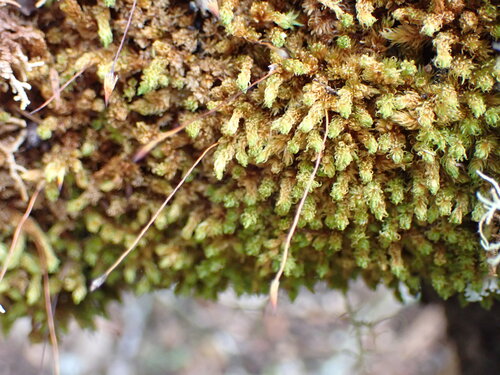 Macromitrium longipes observed 2026-03-29