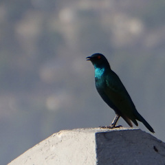 Lamprotornis chalybaeus