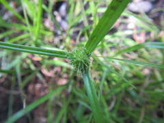Cyperus erectus