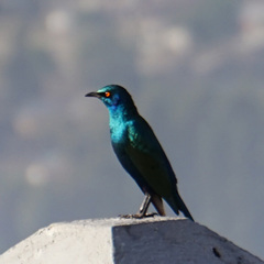 Lamprotornis chalybaeus