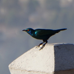 Lamprotornis chalybaeus