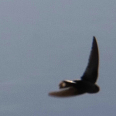 Ptyonoprogne fuligula