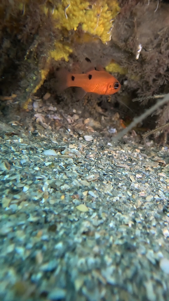 Twospot cardinalfish (Apogon pseudomaculatus) — Apogonidae