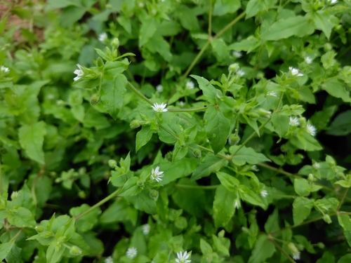 Water Chickweed (Stellaria aquatica)