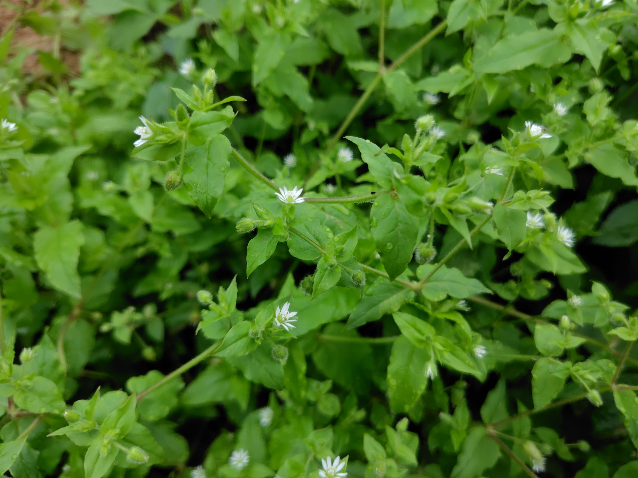 Water Chickweed (Stellaria aquatica)